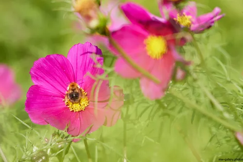Bee on Garden Cosmos This nature photograph captures a bee collecting nectar on a vibrant pink Garden Cosmos flower, surrounded by lush green plants and additional cosmos flowers in bloom. Taken in the morning during the summer season, the image highlights the intricate relationship between insects and flowers, showcasing bees as essential pollinators within a garden environment. The soft lighting and fresh summer greenery reinforce the vitality of the plants and the beauty of the Garden Cosmos species. The photograph falls under the category of still life, with a strong emphasis on the interaction of insects and flowers within a cultivated natural setting.